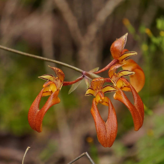 Bulbophyllum longibrachiatum is a species of orchid in the genus Bulbophyllum, belonging to the section Cirrhopetalum. It is native to southeastern China and Vietnam, growing at elevations of 540–1,600 meters above sea level.