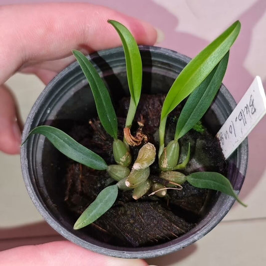 Bulbophyllum longicaudatum (J.J. Sm., 1914) belongs to the section Polymeres and is closely related to B. nasica. It is native to New Guinea, particularly the regions of Papua and Papua Barat (Indonesia), where it inhabits lowland forests at elevations ranging from about 50 to 2,900 meters. This species is an epiphyte that typically grows in deep shade on trees, often near sea level.