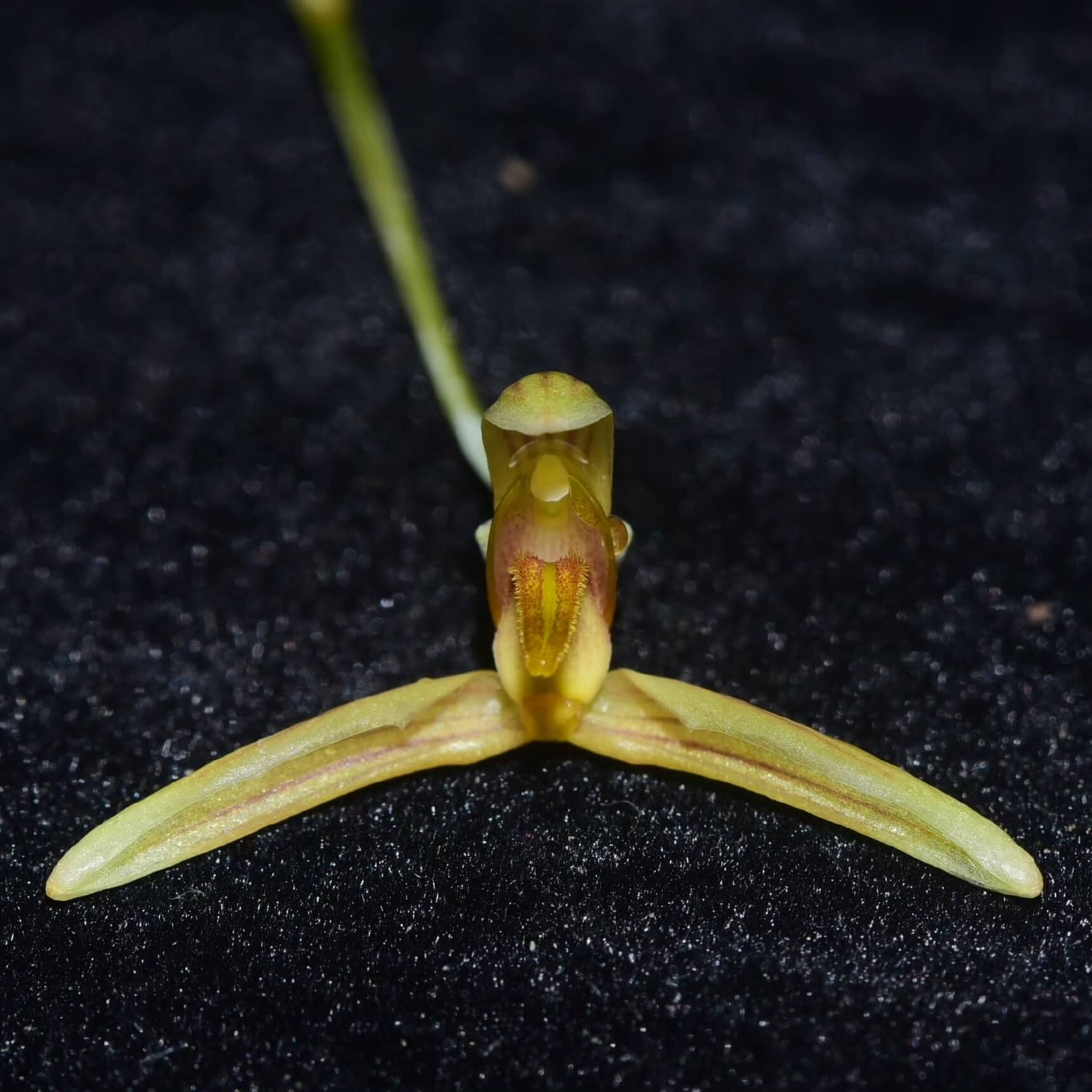 Bulbophyllum longipes is a rare and intriguing orchid species native to the tropical forests of Myanmar and Thailand. As a pseudobulbous epiphyte, it thrives in humid, shaded environments, making it a fascinating addition to specialized orchid collections.