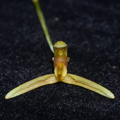 Bulbophyllum longipes is a rare and intriguing orchid species native to the tropical forests of Myanmar and Thailand. As a pseudobulbous epiphyte, it thrives in humid, shaded environments, making it a fascinating addition to specialized orchid collections.