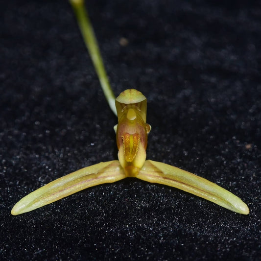 Bulbophyllum longipes is a rare and intriguing orchid species native to the tropical forests of Myanmar and Thailand. As a pseudobulbous epiphyte, it thrives in humid, shaded environments, making it a fascinating addition to specialized orchid collections.