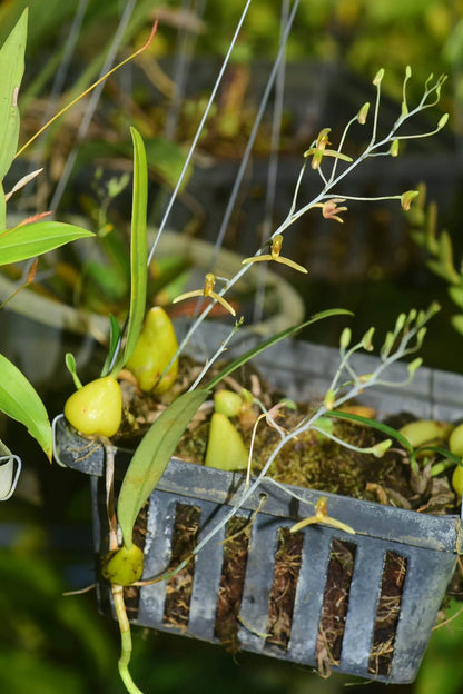 Bulbophyllum longipes is a rare and intriguing orchid species native to the tropical forests of Myanmar and Thailand. As a pseudobulbous epiphyte, it thrives in humid, shaded environments, making it a fascinating addition to specialized orchid collections.