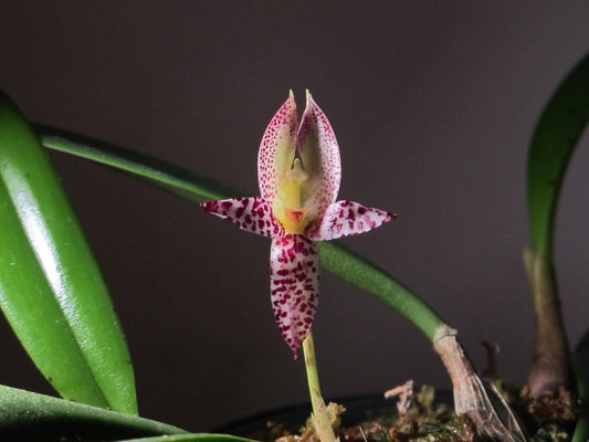 Bulbophyllum macranthum is an epiphytic orchid native to Southeast Asia. This species is recognized for its distinctive flowers, which are non-resupinate (not twisted) and feature a prominent lip at the top, differing from the typical orientation of most orchids.