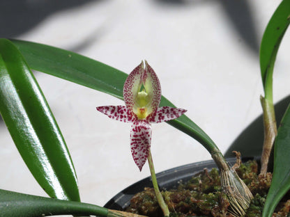 Bulbophyllum macranthum is an epiphytic orchid native to Southeast Asia. This species is recognized for its distinctive flowers, which are non-resupinate (not twisted) and feature a prominent lip at the top, differing from the typical orientation of most orchids.