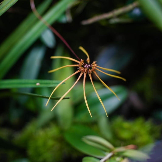 Bulbophyllum makoyanum (synonym Cirrhopetalum makoyanum) is an epiphytic orchid native to Southeast Asia — specifically Malaysia, Singapore, Borneo, and the Philippines. It occurs in lowland forests and can be found at elevations up to about 300 meters above sea level.
