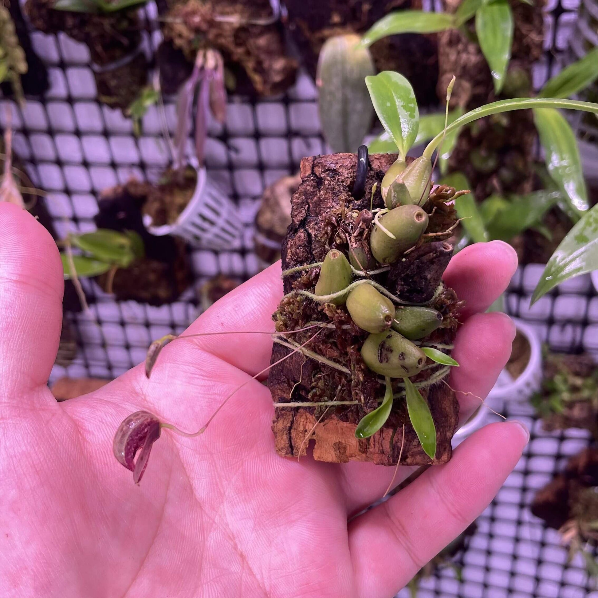 Bulbophyllum maquilingense is a miniature orchid species native to the Philippines, specifically found in montane forests at elevations of 800 to 1,000 meters on Mount Makiling. It thrives as an epiphyte, growing on the bases of small trees and shrubs.