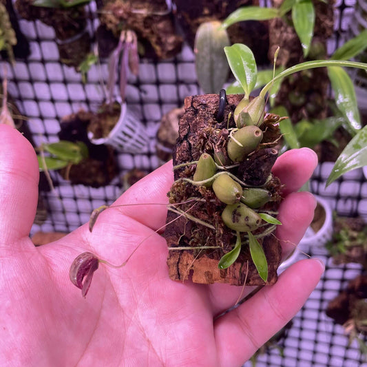 Bulbophyllum maquilingense is a miniature orchid species native to the Philippines, specifically found in montane forests at elevations of 800 to 1,000 meters on Mount Makiling. It thrives as an epiphyte, growing on the bases of small trees and shrubs.
