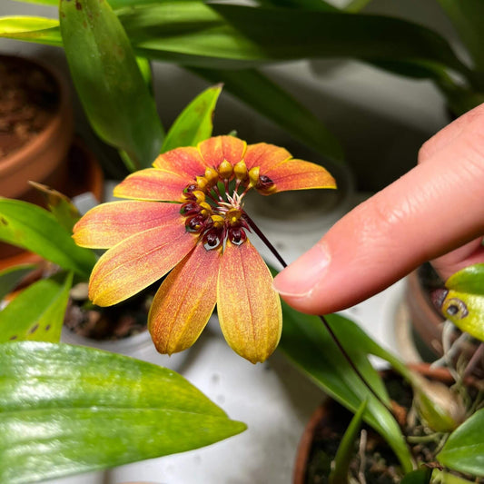 Bulbophyllum mastersianum is a captivating miniature orchid native to the montane forests of Borneo and the Moluccas, thriving at elevations up to approximately 500 meters.