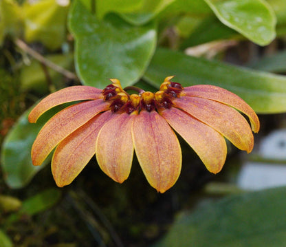 Bulbophyllum mastersianum is a captivating miniature orchid native to the montane forests of Borneo and the Moluccas, thriving at elevations up to approximately 500 meters.