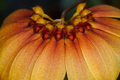 Bulbophyllum mastersianum is a captivating miniature orchid native to the montane forests of Borneo and the Moluccas, thriving at elevations up to approximately 500 meters.