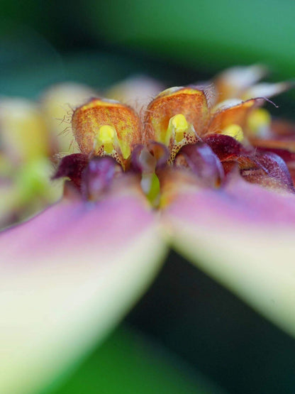 Bulbophyllum mastersianum is a captivating miniature orchid native to the montane forests of Borneo and the Moluccas, thriving at elevations up to approximately 500 meters.