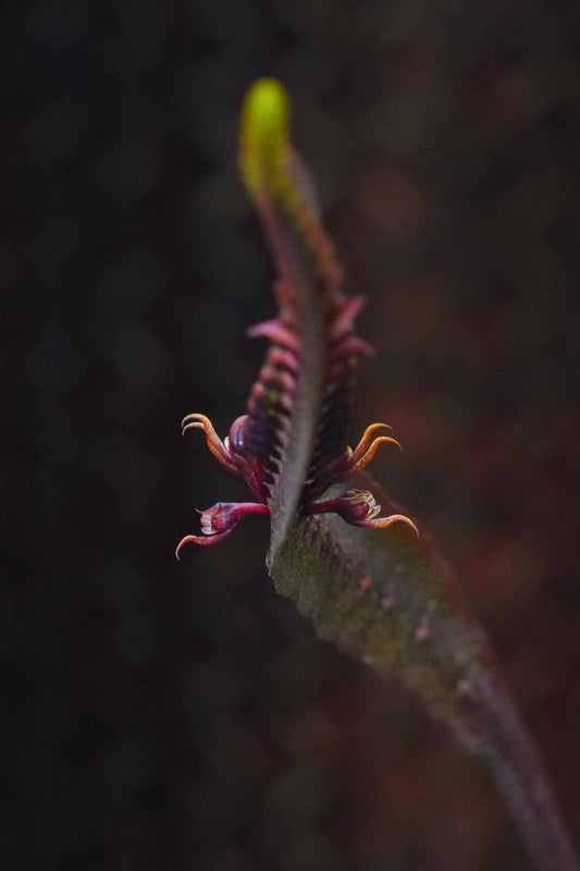 Bulbophyllum maximum is a small “hot-to-warm” growing bifoliate epiphyte (sometimes lithophyte) from tropical Africa, found in open woodlands and riverine forests at 600-2100 m above sea level.