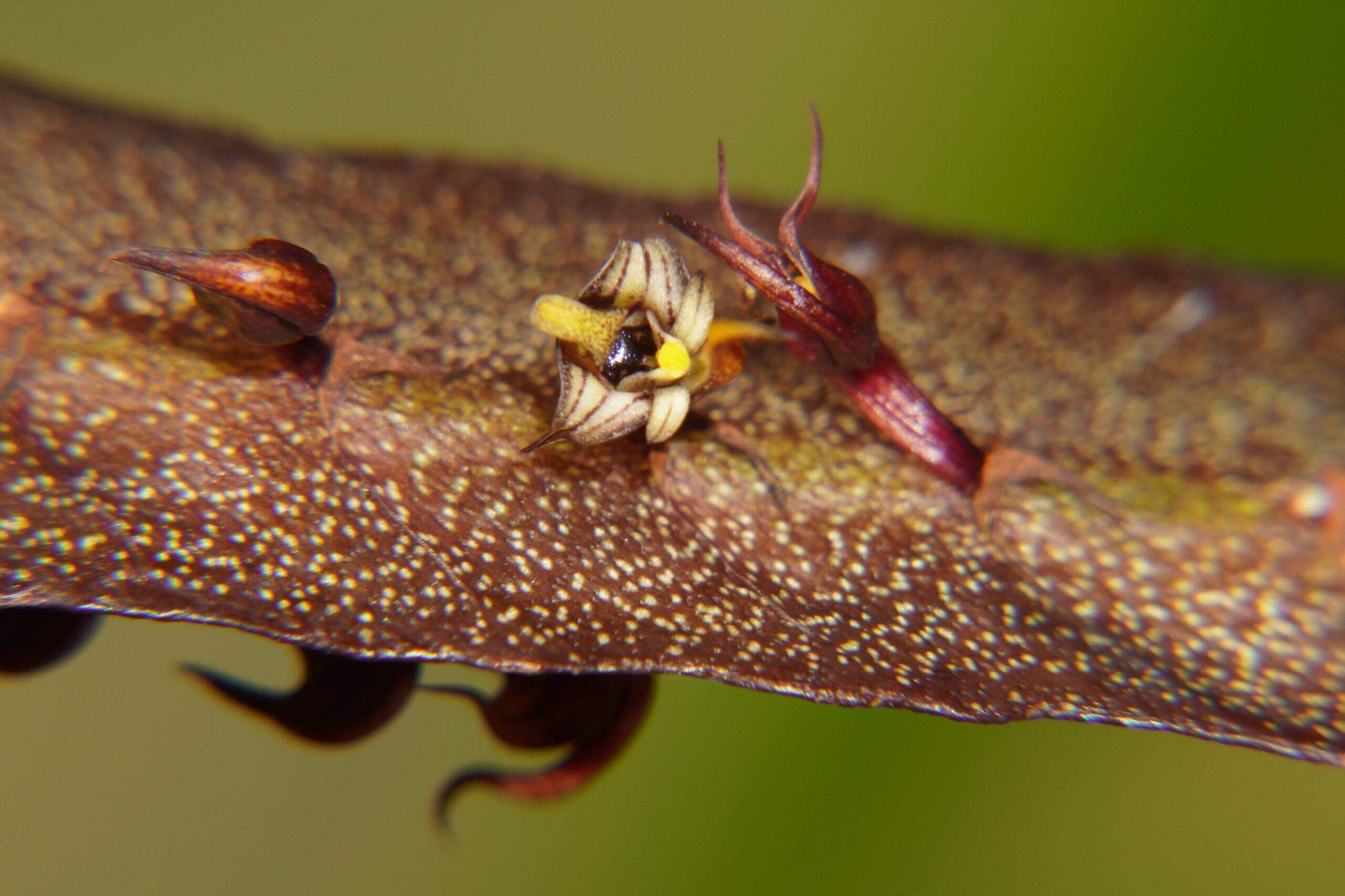 Bulbophyllum maximum is a small “hot-to-warm” growing bifoliate epiphyte (sometimes lithophyte) from tropical Africa, found in open woodlands and riverine forests at 600-2100 m above sea level.