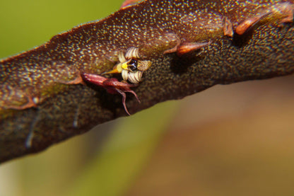 Bulbophyllum maximum is a small “hot-to-warm” growing bifoliate epiphyte (sometimes lithophyte) from tropical Africa, found in open woodlands and riverine forests at 600-2100 m above sea level.