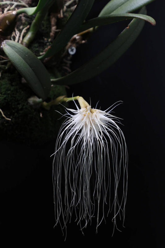 Bulbophyllum medusae is a captivating species native to Southeast Asia, including Thailand, Malaysia, Borneo, the Lesser Sunda Islands, and Sumatra. This epiphytic orchid thrives in lowland forests at elevations ranging from sea level to 400 meters, where it grows on tree trunks and large branches.