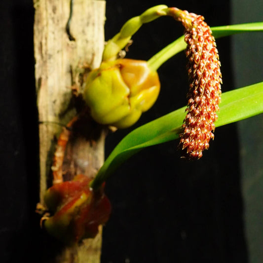 Bulbophyllum morphologorum is an epiphytic orchid species first described by Kraenzlin in 1908. It is native to Thailand and Vietnam, typically found at elevations between 900 and 1,400 meters in tropical and subtropical forests.