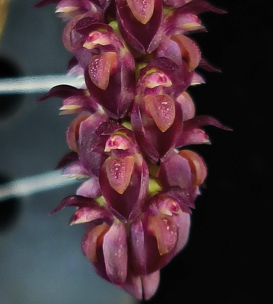 Bulbophyllum muscarirubrum is a miniature epiphytic orchid species native to Thailand, Myanmar, and Yunnan Province, China. It thrives in cool to intermediate elevations, typically between 1,000 and 1,500 meters above sea level, in humid montane forests.