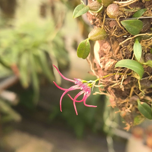 Bulbophyllum nipondhii is a small epiphytic orchid species native to northeastern Thailand and Yunnan Province, China. It thrives in montane forests at elevations around 1,300 meters above sea level.
