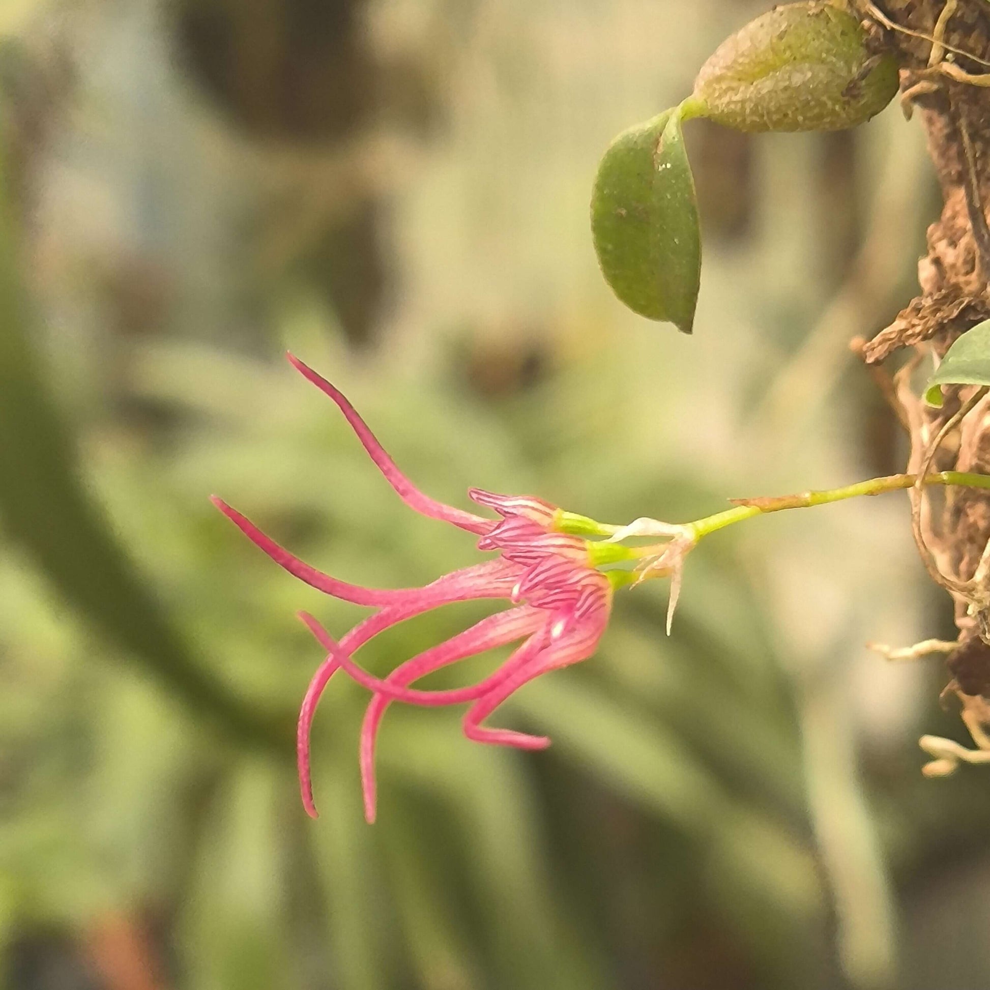 Bulbophyllum nipondhii is a small epiphytic orchid species native to northeastern Thailand and Yunnan Province, China. It thrives in montane forests at elevations around 1,300 meters above sea level.
