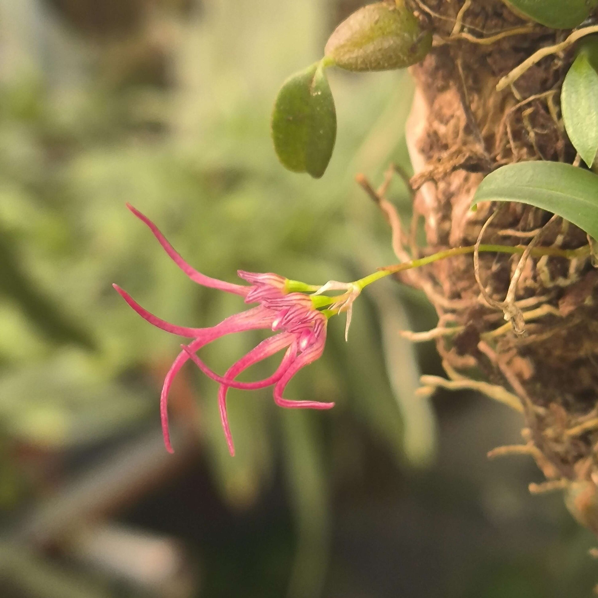 Bulbophyllum nipondhii is a small epiphytic orchid species native to northeastern Thailand and Yunnan Province, China. It thrives in montane forests at elevations around 1,300 meters above sea level.