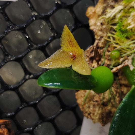 Bulbophyllum oblongum is an epiphytic orchid native to tropical Asia, including Assam (India), Bangladesh, Myanmar, and Thailand. It grows in humid evergreen forests at lowland to montane elevations, typically between 300 and 1,200 meters, often found on moss-covered trunks and shaded branches where it receives filtered light and consistent moisture.