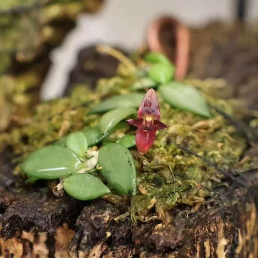 Bulbophyllum obyrnei is a rare miniature orchid from New Guinea’s lower montane forests, featuring slender nodulose rhizomes, small ovate leathery leaves, and striking deep-purple 6 mm flowers with a glandular-hairy lip. Typically blooming in the fall, it thrives as an intermediate-growing epiphyte.