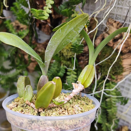 Bulbophyllum occultum is a distinctive orchid species native to the humid, evergreen coastal and lowland forests of Madagascar and the Mascarenes. It thrives at elevations ranging from sea level up to 1,500 meters.