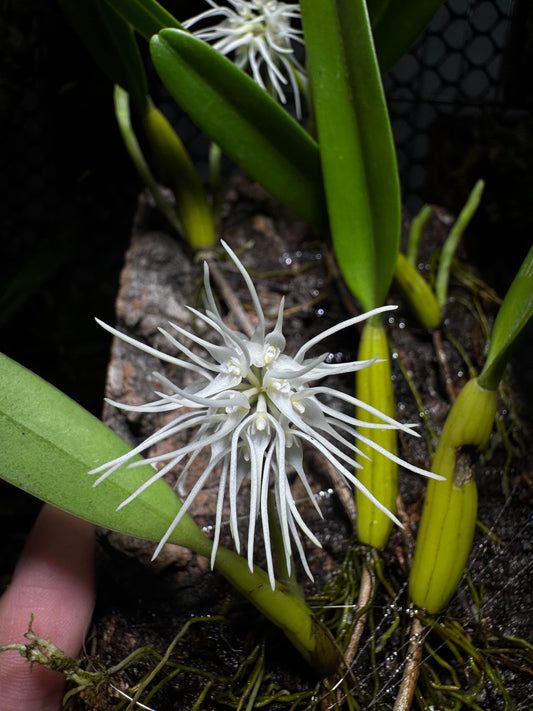 Bulbophyllum odoratissimum is a miniature orchid species renowned for its delightful fragrance, a rare feature within the Bulbophyllum genus. Native to Southeast Asia, it can be found in regions such as India, Nepal, Bhutan, Myanmar, Laos, Vietnam, Thailand, and southern China.