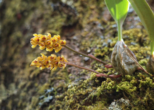 Bulbophyllum orientale is a species of orchid native to southern Yunnan, China, and parts of Southeast Asia, including Thailand, Laos, Vietnam, Myanmar, and Cambodia. This species is typically found at elevations ranging from 500 to 2300 meters in evergreen montane forests, semi-deciduous forests, and savanna-like woodlands.