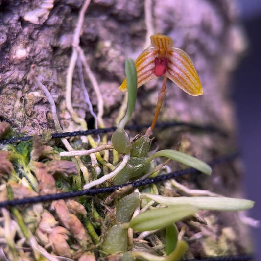 Bulbophyllum ovalifolium (Wight) C.S.P. Parish is a miniature-sized epiphytic orchid. It is native to parts of Southeast Asia including the Chinese Himalayas, Thailand, Malaysia, Sumatra, Java, Borneo, the Lesser Sunda Islands, and Sulawesi. It grows in montane forests at elevations between about 900 to 2,500 meters above sea level.
