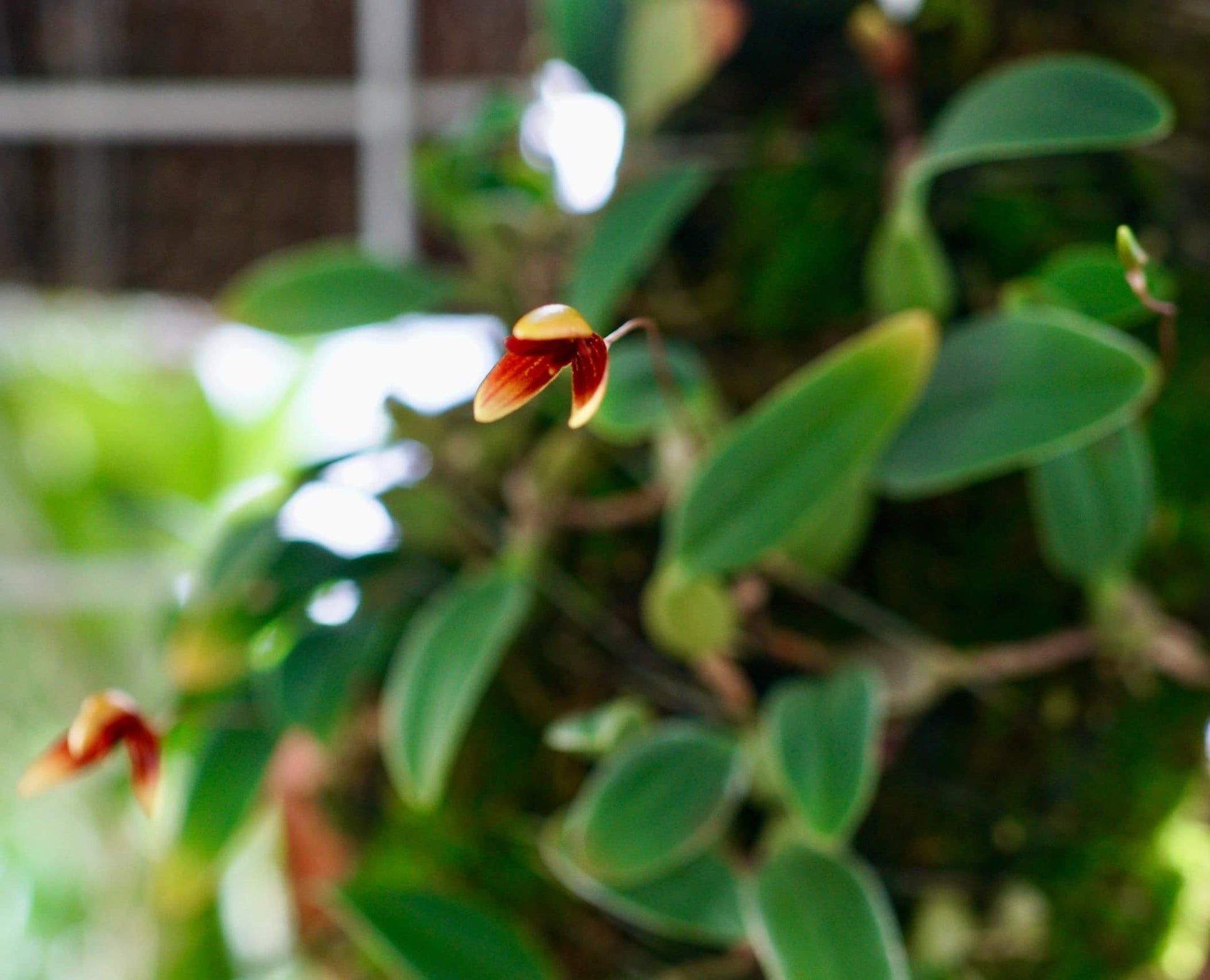Bulbophyllum pardalotum is a miniature, cool-growing epiphytic orchid native to the Philippines. It thrives at elevations between 1,500 and 2,000 meters, typically found in montane forests. This orchid is very small, making it perfect for terrariums where space and humidity can be carefully controlled.