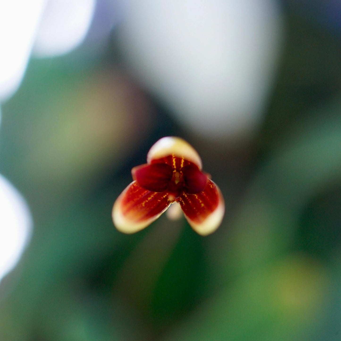 Bulbophyllum pardalotum is a miniature, cool-growing epiphytic orchid native to the Philippines. It thrives at elevations between 1,500 and 2,000 meters, typically found in montane forests. This orchid is very small, making it perfect for terrariums where space and humidity can be carefully controlled.