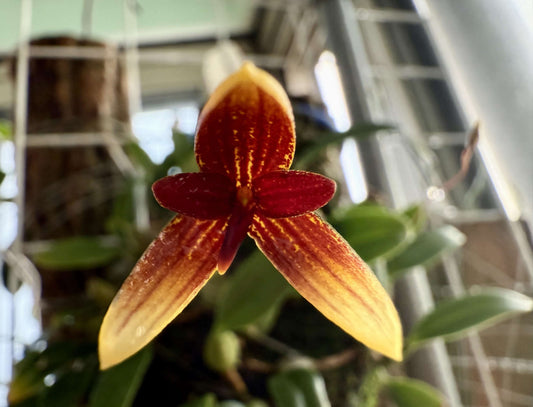 Bulbophyllum pardalotum is a miniature, cool-growing epiphytic orchid native to the Philippines. It thrives at elevations between 1,500 and 2,000 meters, typically found in montane forests. This orchid is very small, making it perfect for terrariums where space and humidity can be carefully controlled.