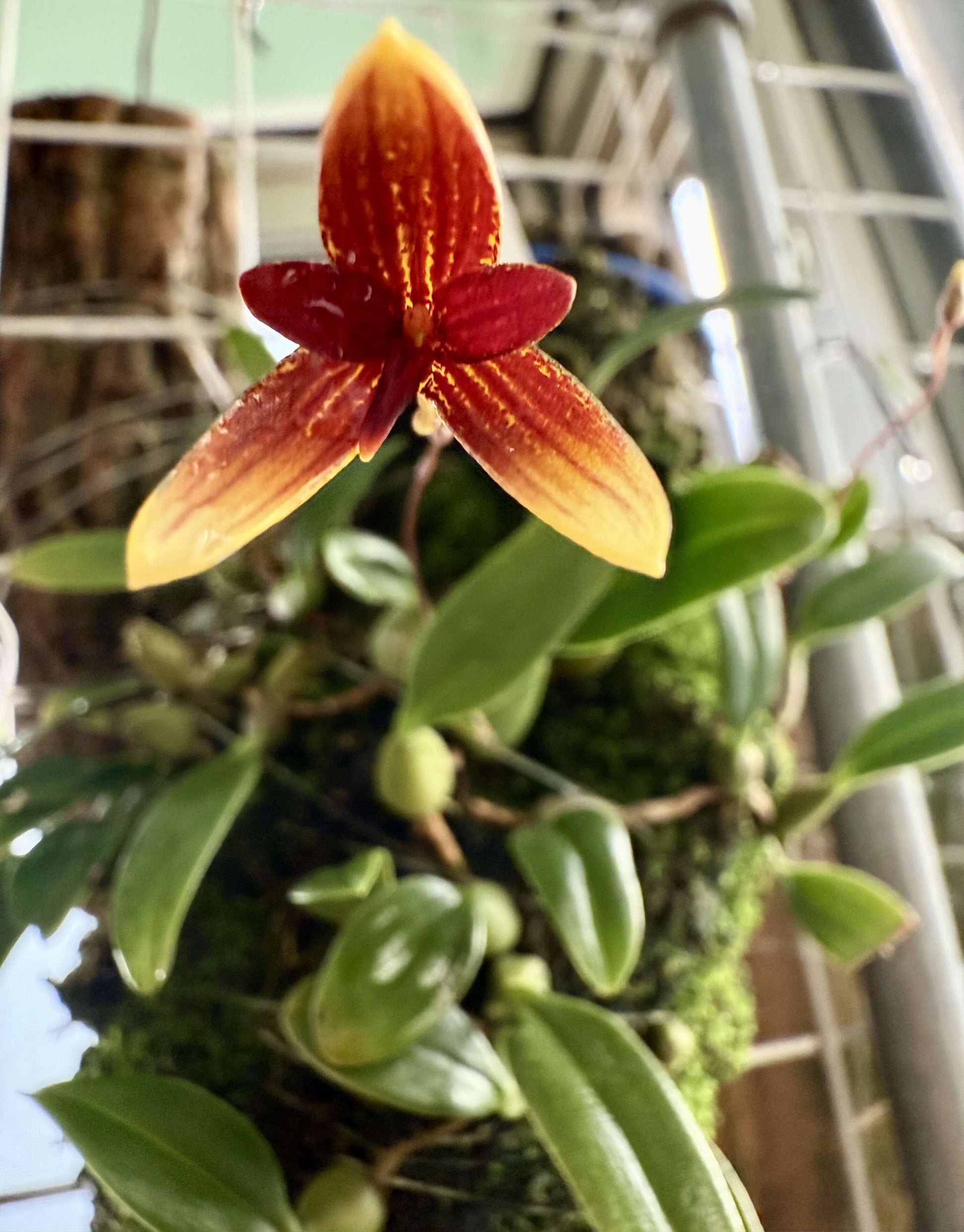 Bulbophyllum pardalotum is a miniature, cool-growing epiphytic orchid native to the Philippines. It thrives at elevations between 1,500 and 2,000 meters, typically found in montane forests. This orchid is very small, making it perfect for terrariums where space and humidity can be carefully controlled.