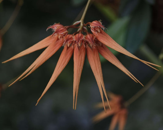 Bulbophyllum pecten-veneris (Gagnep.) Seidenf. is a small epiphytic orchid native to parts of China (e.g. Anhui, Fujian, Guangdong, Guangxi, Guizhou, Hubei, Hunan, Jiangsu, Yunnan, Zhejiang, Hong Kong), as well as Laos, Taiwan, Thailand, and Vietnam. It grows in evergreen lowland forest, often on trees, up to about 1,200–1,500 meters elevation.