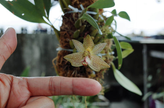 Bulbophyllum pectinatum is a captivating miniature orchid species native to the subtropical montane forests of Southeast Asia. Belonging to the Leopardinae section of the Bulbophyllum genus, it is renowned for its unique floral morphology and adaptability to various growing conditions.