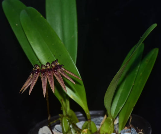 Bulbophyllum picturatum (formerly Cirrhopetalum picturatum) is a captivating orchid species native to the montane forests of northeastern India, Myanmar, Thailand, and Vietnam, typically found at elevations between 900–1,550 meters.