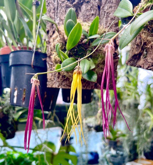 Bulbophyllum plumatum is a miniature epiphytic orchid native to Southeast Asia, particularly found in the Philippines (notably Luzon and Mindanao) and parts of Malaysia. This orchid is very small, making it perfect for terrariums where space and humidity can be carefully controlled.