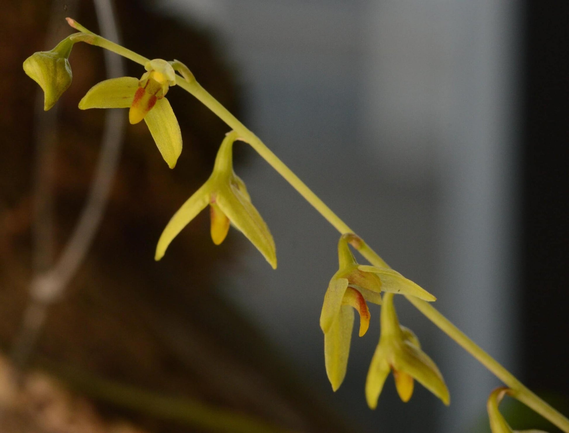 Bulbophyllum polyrrhizum is a miniature orchid species native to the subtropical montane forests of the eastern Himalayas, including regions in India, Nepal, Bhutan, Myanmar, and southern China (Yunnan). This orchid is very small, making it perfect for terrariums where space and humidity can be carefully controlled.