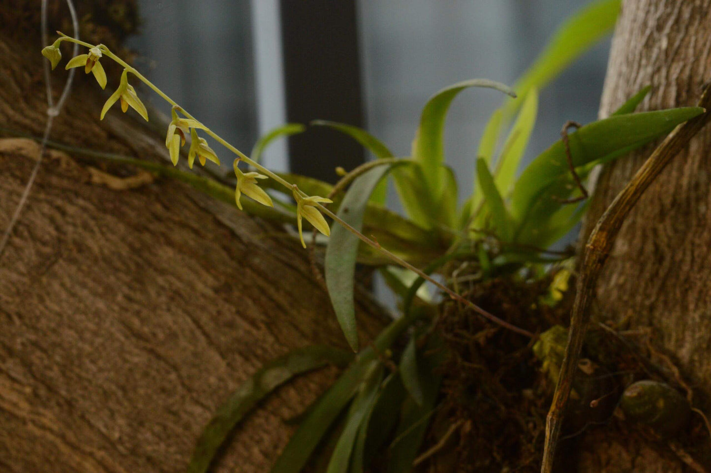Bulbophyllum polyrrhizum is a miniature orchid species native to the subtropical montane forests of the eastern Himalayas, including regions in India, Nepal, Bhutan, Myanmar, and southern China (Yunnan). This orchid is very small, making it perfect for terrariums where space and humidity can be carefully controlled.