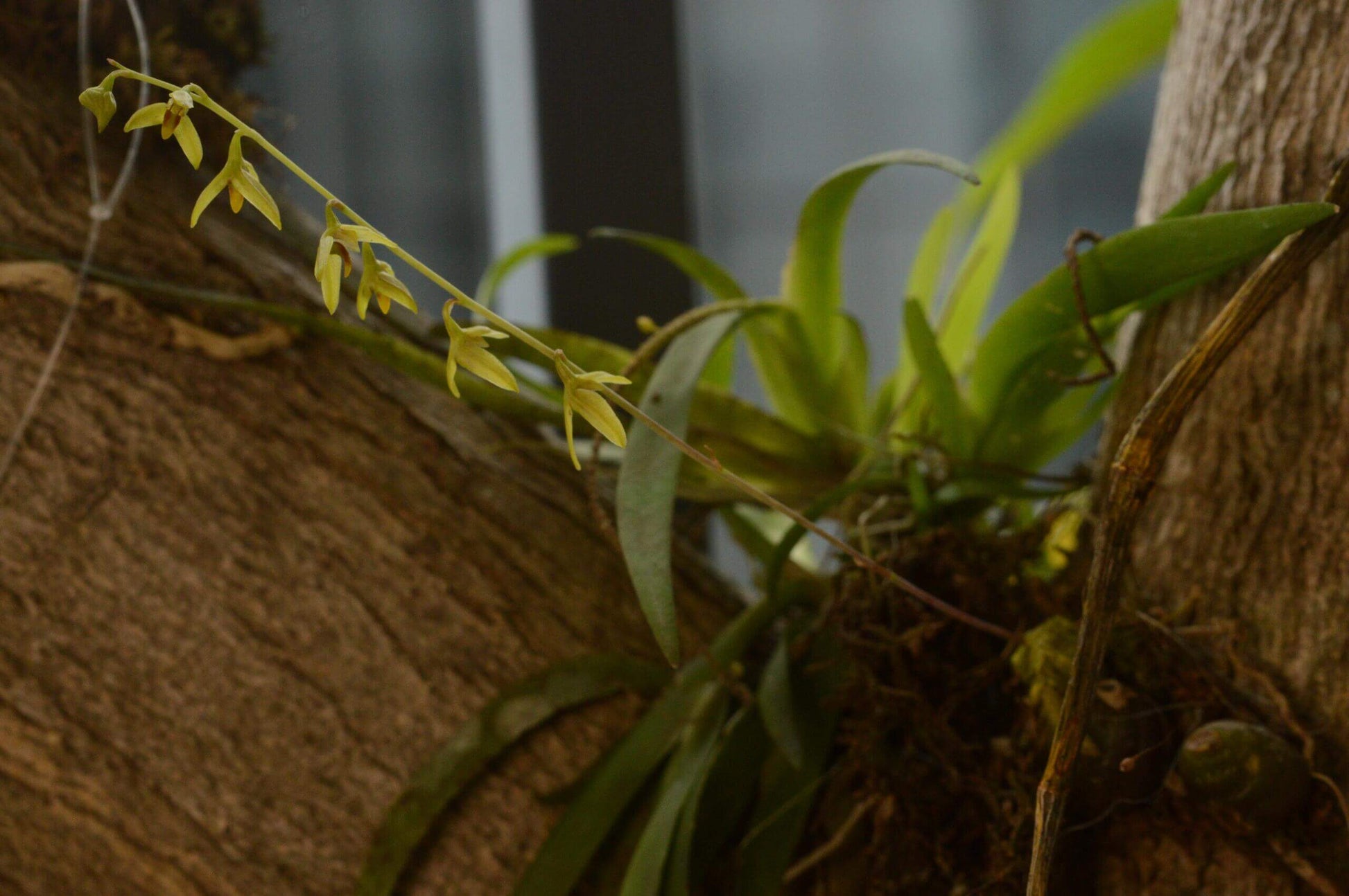 Bulbophyllum polyrrhizum is a miniature orchid species native to the subtropical montane forests of the eastern Himalayas, including regions in India, Nepal, Bhutan, Myanmar, and southern China (Yunnan). This orchid is very small, making it perfect for terrariums where space and humidity can be carefully controlled.