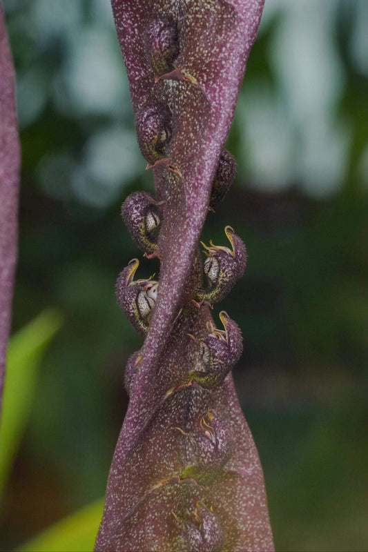 Bulbophyllum purpureorhachis is a distinctive orchid species native to the lowland forests of Central and West Africa, including regions such as the Congo, Cameroon, Gabon, Ivory Coast, and Zaire.