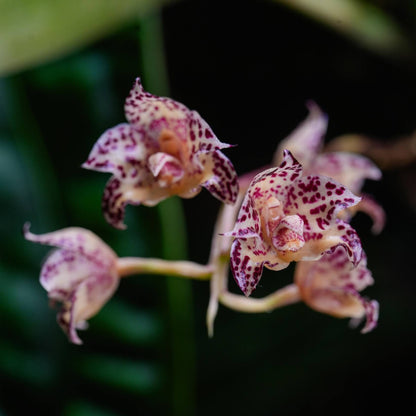 Bulbophyllum refractilingue J. J. Sm. is a small hot-to-warm-growing epiphytic orchid native to Borneo, found in lowland to high forests and limestone areas, often growing in moss, dry decaying leaf litter, on decaying logs, or sometimes terrestrial. It occurs at 100 to 400 meters elevation in its natural habitat.