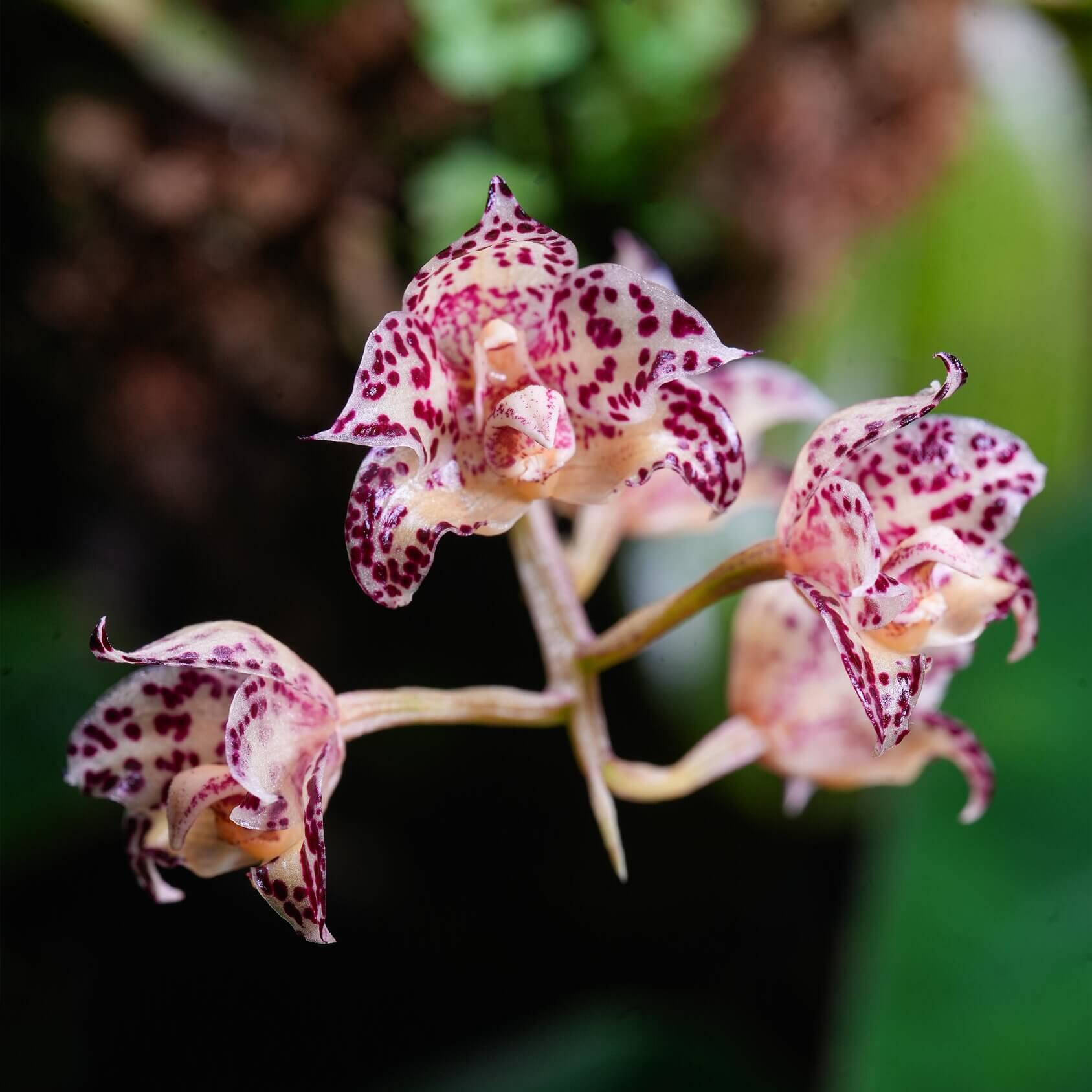 Bulbophyllum refractilingue J. J. Sm. is a small hot-to-warm-growing epiphytic orchid native to Borneo, found in lowland to high forests and limestone areas, often growing in moss, dry decaying leaf litter, on decaying logs, or sometimes terrestrial. It occurs at 100 to 400 meters elevation in its natural habitat.