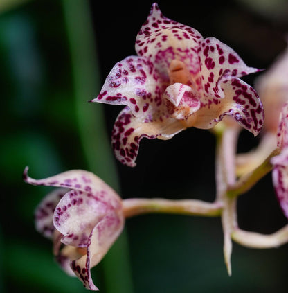 Bulbophyllum refractilingue J. J. Sm. is a small hot-to-warm-growing epiphytic orchid native to Borneo, found in lowland to high forests and limestone areas, often growing in moss, dry decaying leaf litter, on decaying logs, or sometimes terrestrial. It occurs at 100 to 400 meters elevation in its natural habitat.