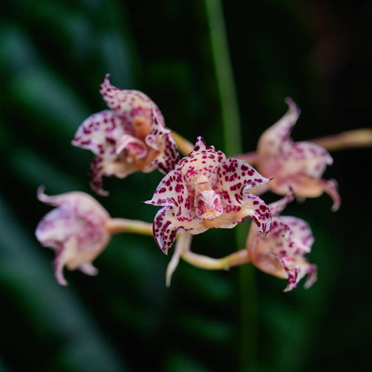 Bulbophyllum refractilingue J. J. Sm. is a small hot-to-warm-growing epiphytic orchid native to Borneo, found in lowland to high forests and limestone areas, often growing in moss, dry decaying leaf litter, on decaying logs, or sometimes terrestrial. It occurs at 100 to 400 meters elevation in its natural habitat.