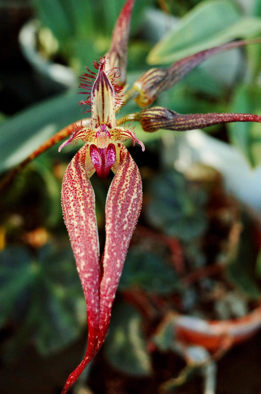 Bulbophyllum rothschildianum is native to southern Yunnan (China), northeastern India, Assam, and Myanmar. This diminutive epiphyte grows on trees in lowland forests at elevations of up to approximately 300 meters. Its flowers form striking umbels with elongated lateral petals, typically in shades of red or burgundy, often resembling a skirt or fan. A partial fusion of the petals creates a dramatic, umbrella-like structure that is highly distinctive.