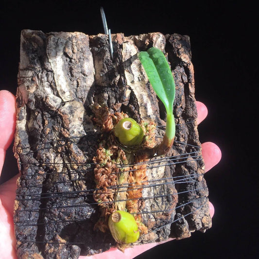 Bulbophyllum santosii is a rare and captivating orchid species endemic to the Philippines, thriving at elevations up to 800 meters. This miniature, hot-growing epiphyte is renowned for its elegant white flowers, making it a prized addition to any orchid collection.