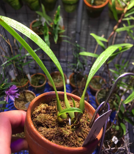 Bulbophyllum scaphioglossum is a miniature epiphytic orchid species native to western New Guinea, Indonesia. It thrives in humid, tropical forests at elevations ranging from 800 to 1,200 meters.