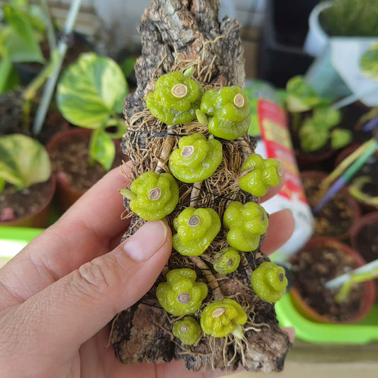 Bulbophyllum shanicum is a captivating miniature orchid species native to the subtropical montane forests of Southeast Asia. Belonging to the Bulbophyllum genus, it is renowned for its unique floral morphology and adaptability to various growing conditions.